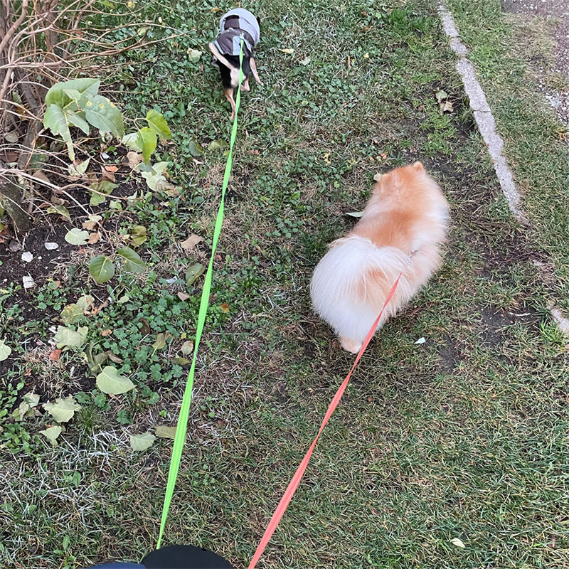Buy Retractable Dog Leash For Small Dogs Reflective Dual Pet Leash Lead 360 Swivel No Double Dog Walking Leash With Lights Pet Products online at DLC Market
